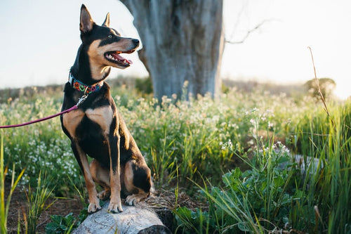 How to Keep Your Dog Cool While Hiking - By Alisha Navarro