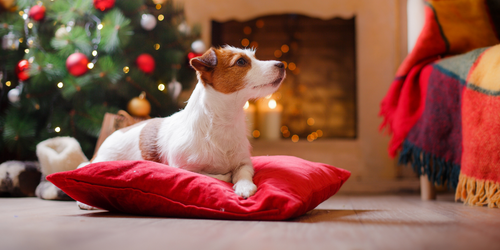 Pet Dangers During the Holiday Season