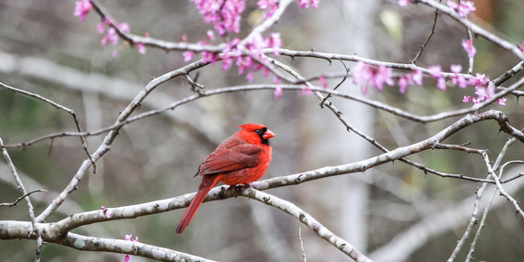 Spring Bird Feeding Tips