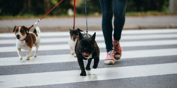 Protect Your Dog’s Paws From Hot Pavement