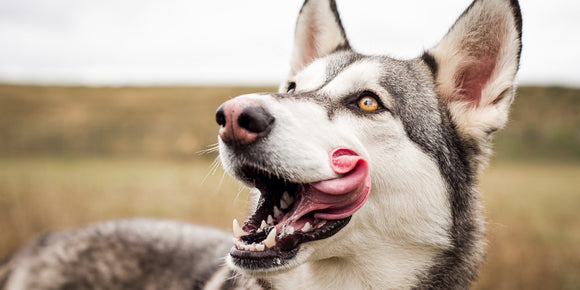 Reasons Your Dog Licks Excessively – And What to Do About It