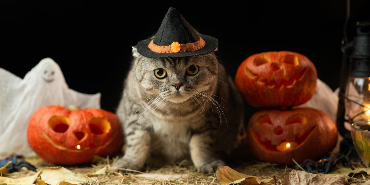 Halloween Pet Dangers — Agri Feed Pet Supply