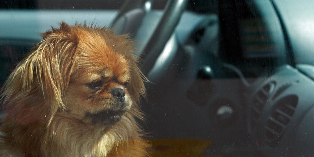 Why It's Important Not to Leave Your Pets in the Car During Hot Summer Months