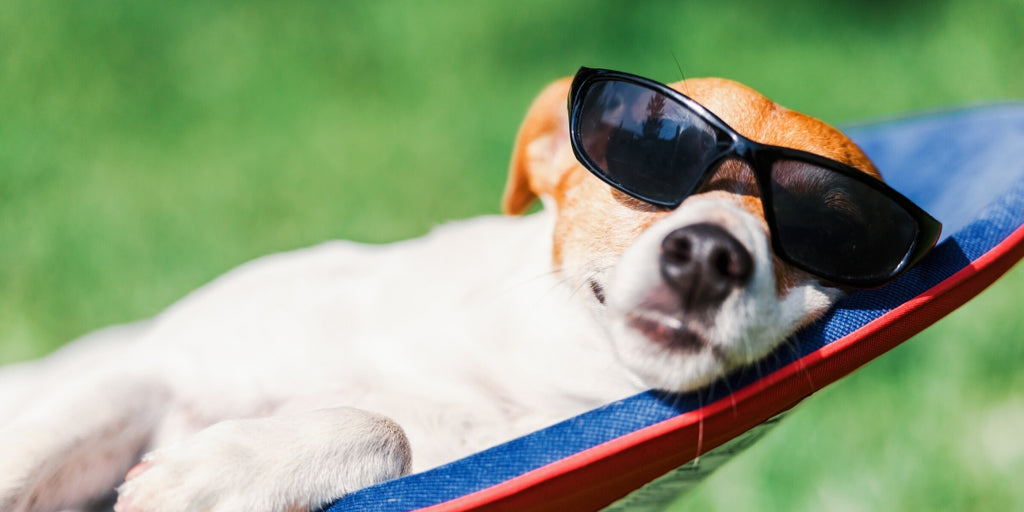 Summer Tips For Your Pet