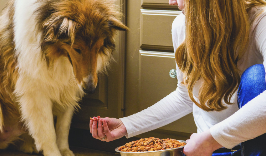 Is Your Puppy Ready for Adult Dog Food?