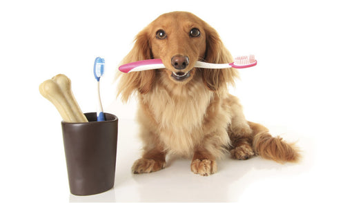 Healthy Dental Practices for Pets