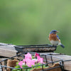 Backyard Essentials Deck & Ground Tray Feeder