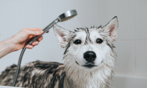 Dog being washed