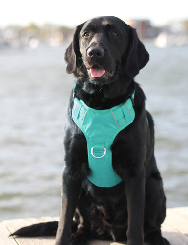 BAYDOG CHESAPEAKE HARNESS - SEA FOAM MEDIUM