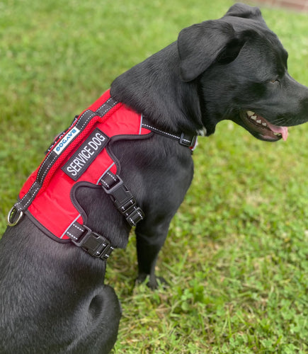 BAYDOG SERVICE DOG HARNESS - LARGE