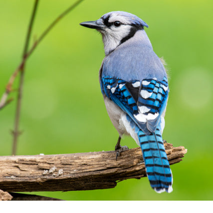 Wild Bird Seed and SuppliesBlue Jay on a branch