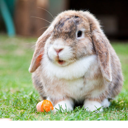 Small Animal Food & SuppliesPet rabbit sitting in the grass with a carrot