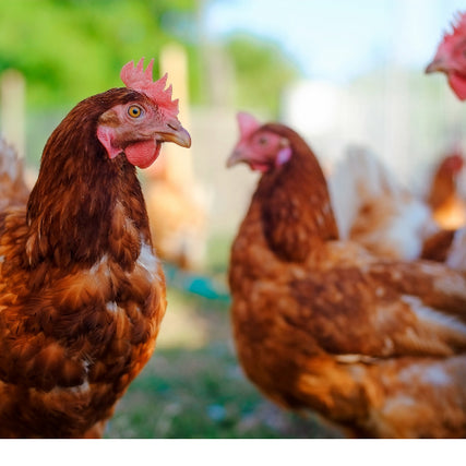 FAMILY FARM FOOD AND SUPPLIES  Chickens