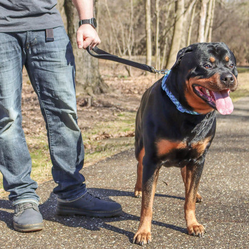 Coastal Double-Ply 12 Dog Traffic Leash