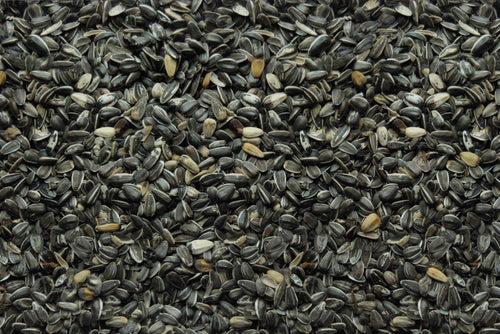 Song of America Stripe Sunflower Seed