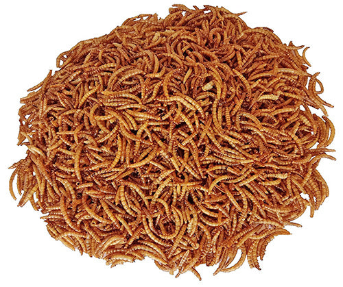 Exotic Nutrition Dried Mealworms