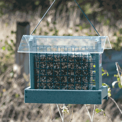 Going Green Peanut/Suet Feeder - Green