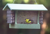 MEDIUM HOPPER BIRD FEEDER WITH SUET CAGES IN GREEN RECYCLED PLASTIC