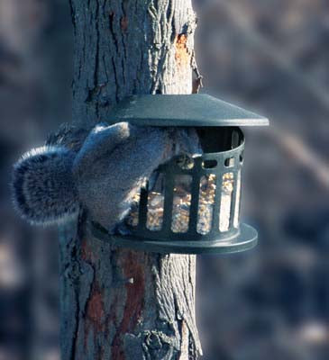 Squirrel Diner 2 Feeder