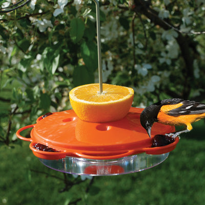 Plastic Oriole Feeder - 12 oz