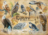 COMMON RAPTORS 1,000 PIECE PUZZLE